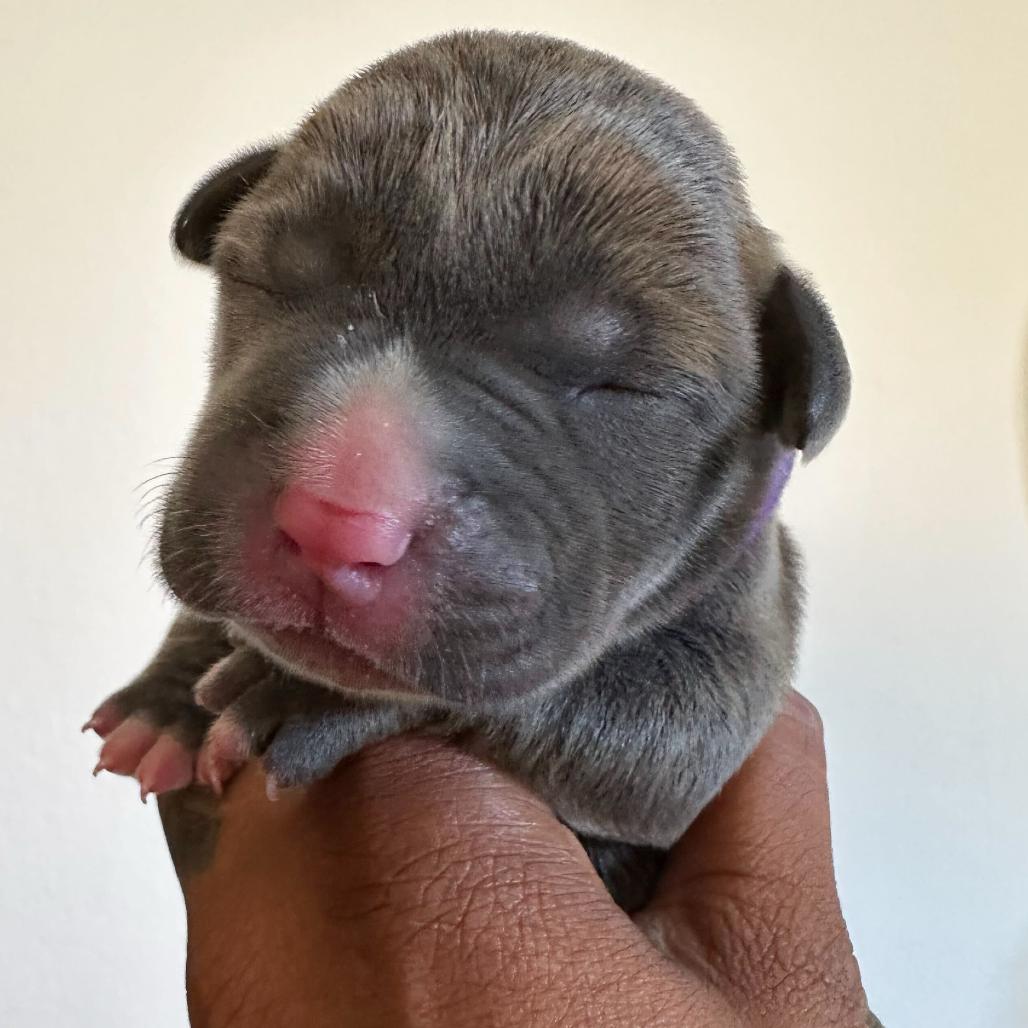 Enlarge Malama, a Adoptable Mixed Breed in Los Angeles, CA image 2/5