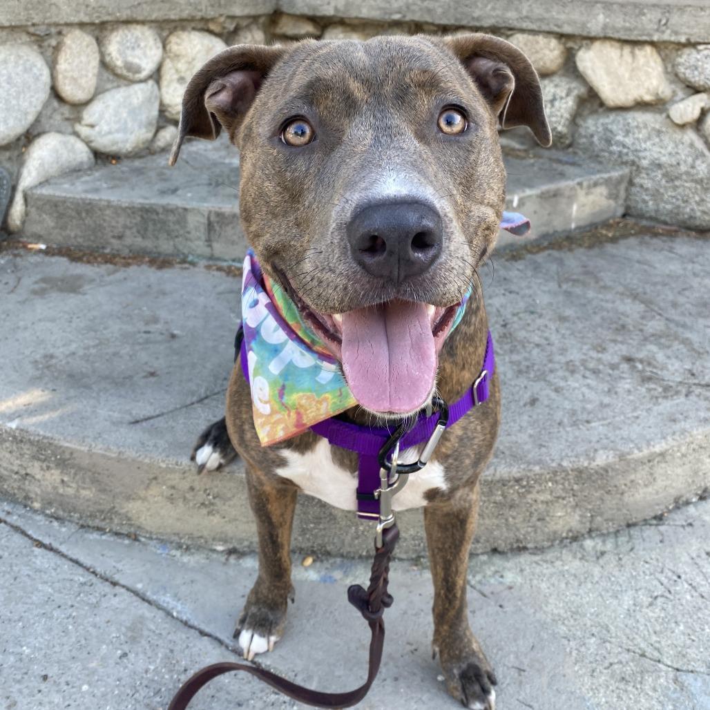 Enlarge Malama, a Adoptable Mixed Breed in Los Angeles, CA image 2/5