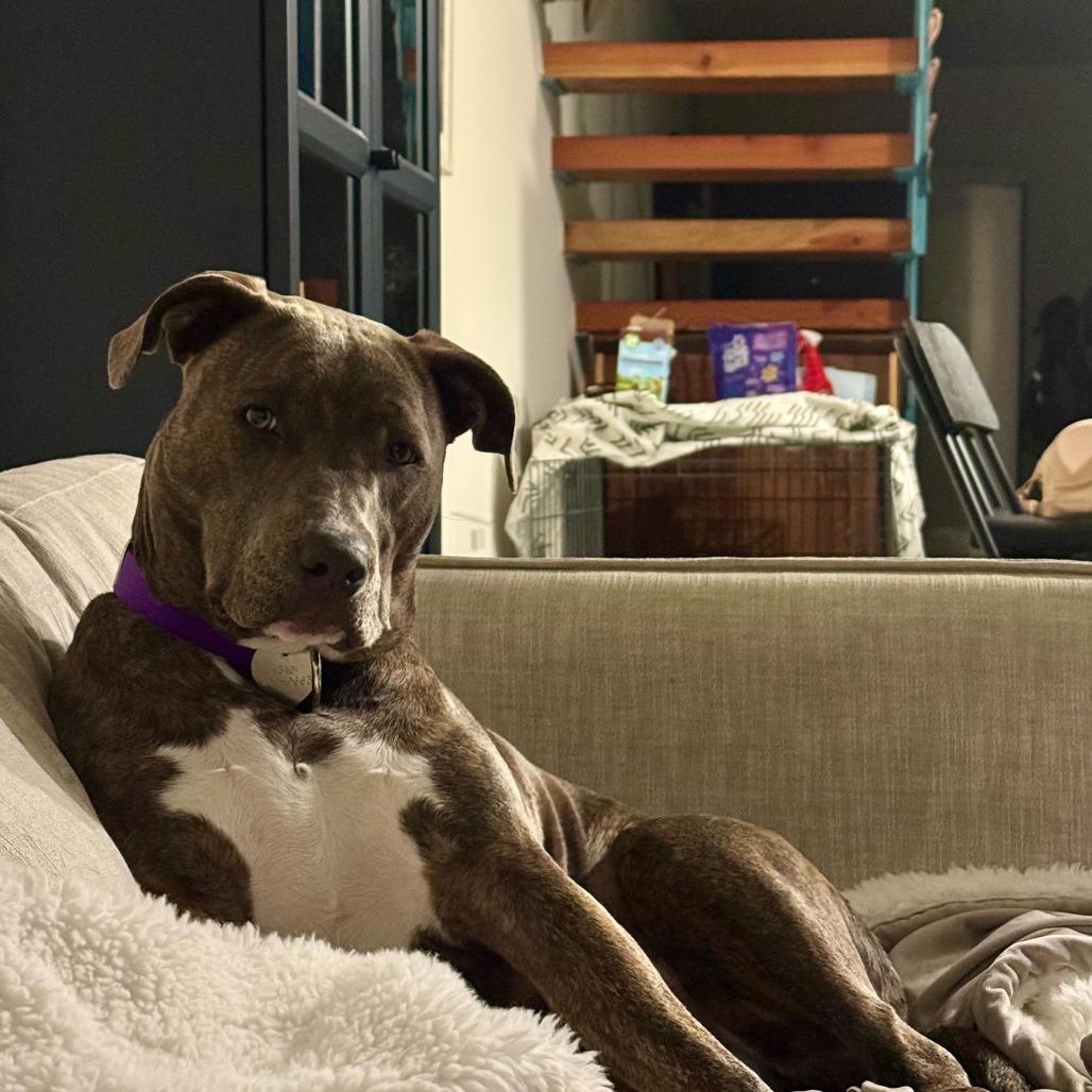 Enlarge Malama, a Adoptable Mixed Breed in Los Angeles, CA image 3/5