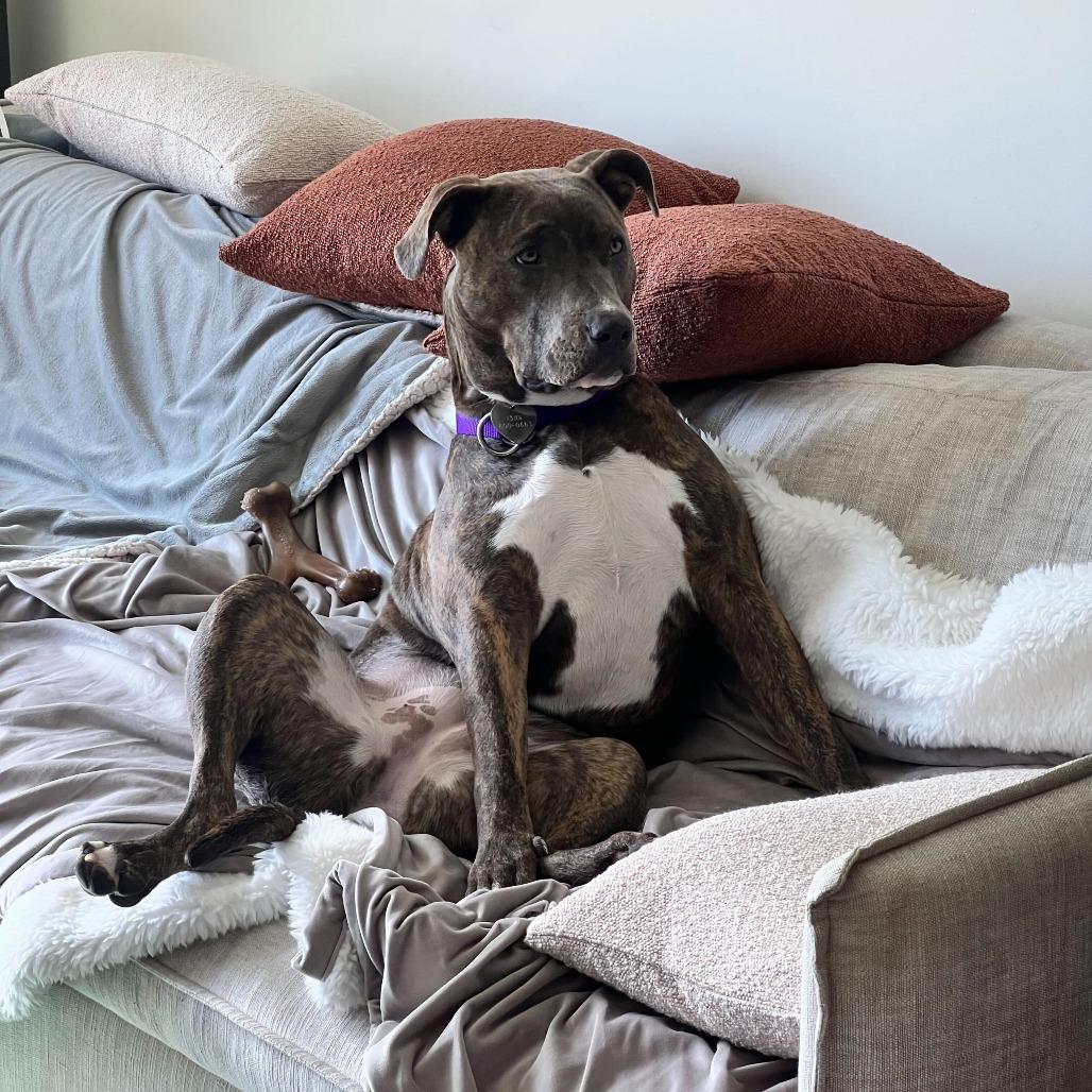 Enlarge Malama, a Adoptable Mixed Breed in Los Angeles, CA image 5/5