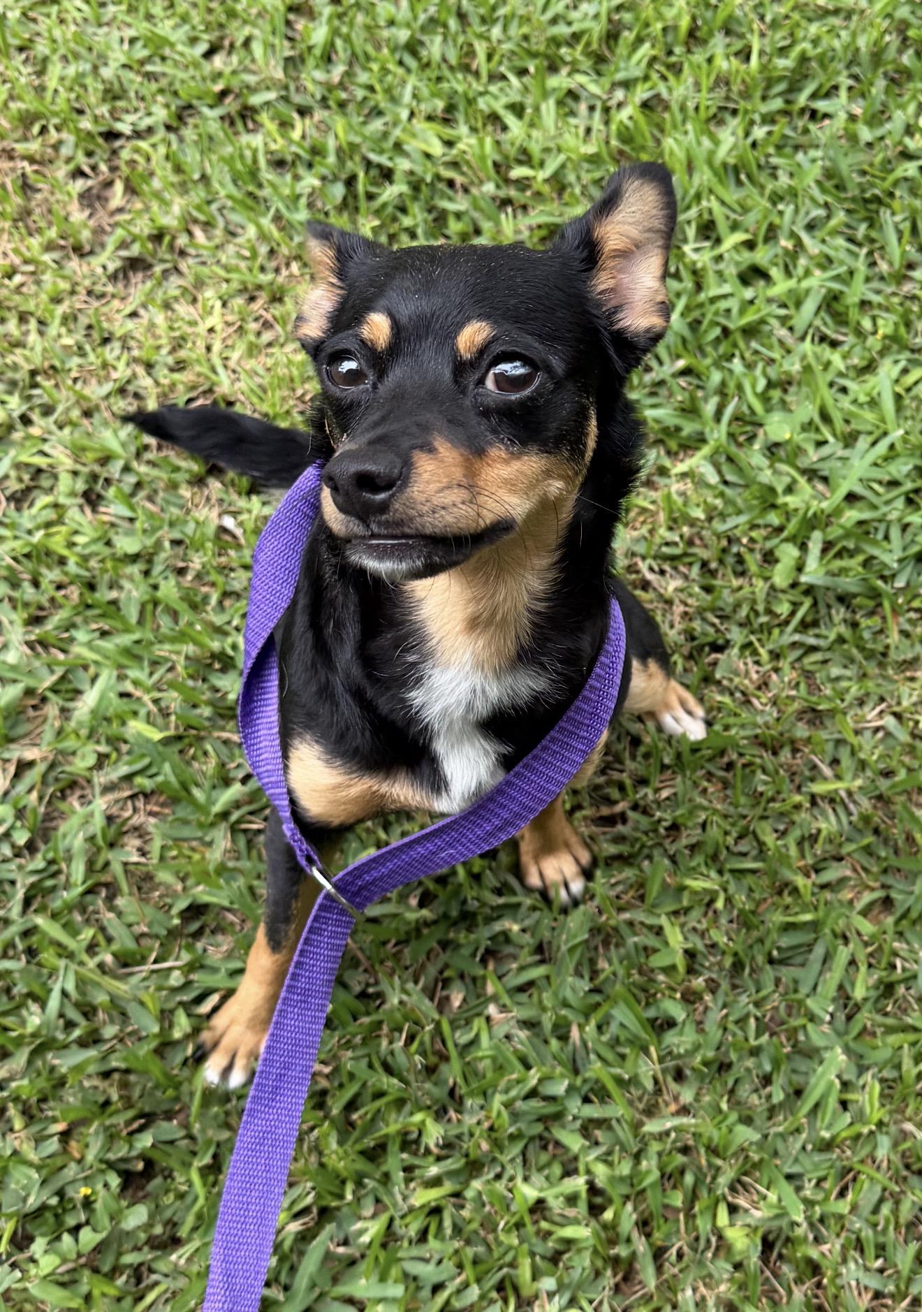 ChaCha, a ADOPTABLE mixed breed in Westerly, RI image 4/5