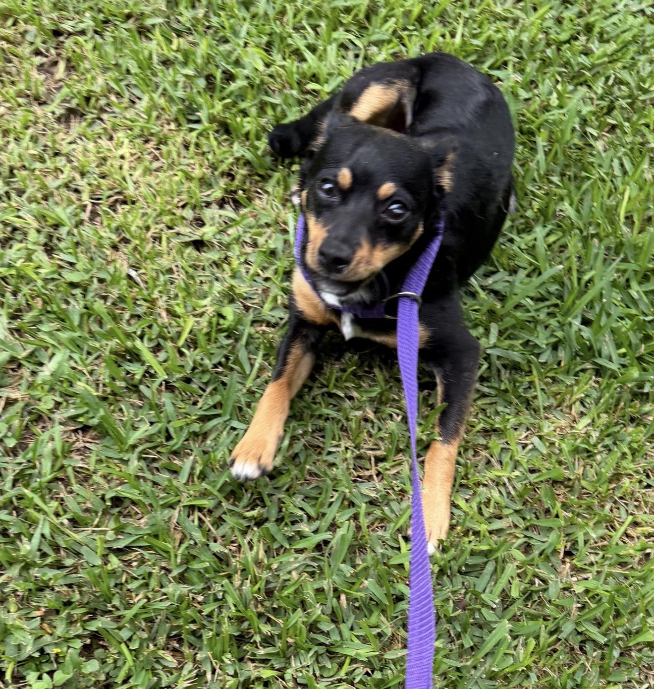 ChaCha, a ADOPTABLE mixed breed in Westerly, RI image 2/5