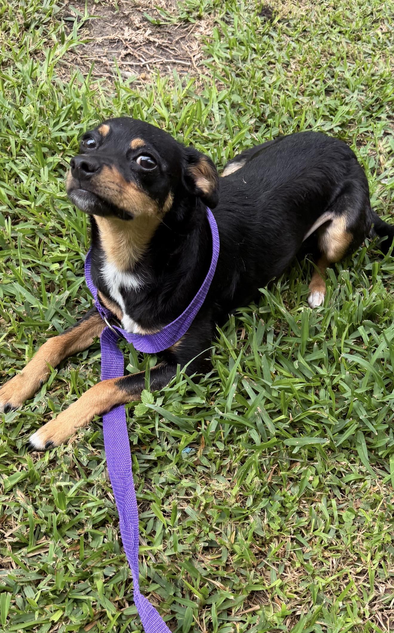 ChaCha, ADOPTABLE, Young Female Miniature Pinscher.