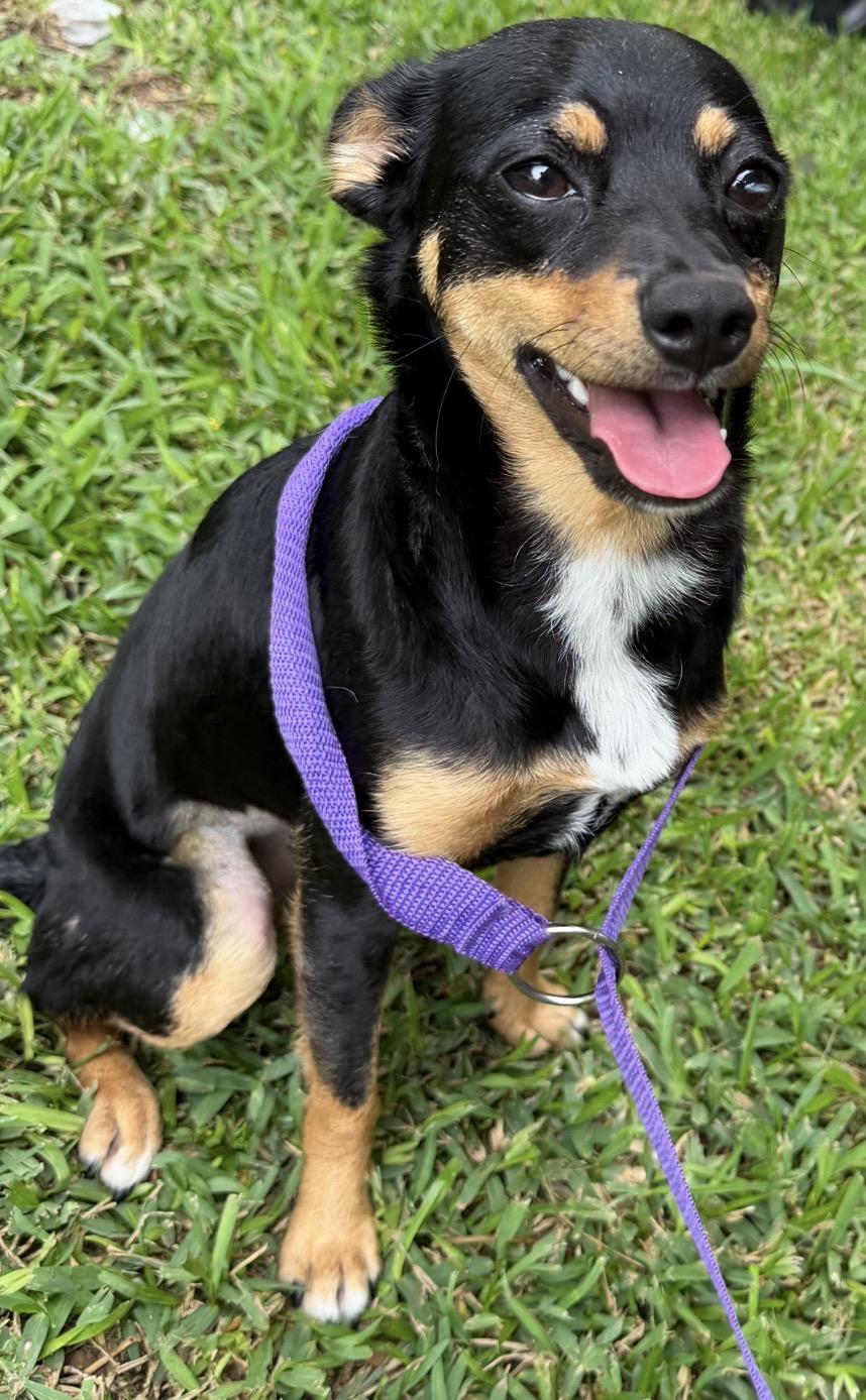 ChaCha, a ADOPTABLE mixed breed in Westerly, RI image 5/5