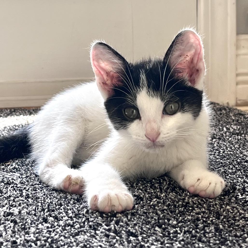 Panda, Adoptable, Kitten Male Domestic Short Hair.