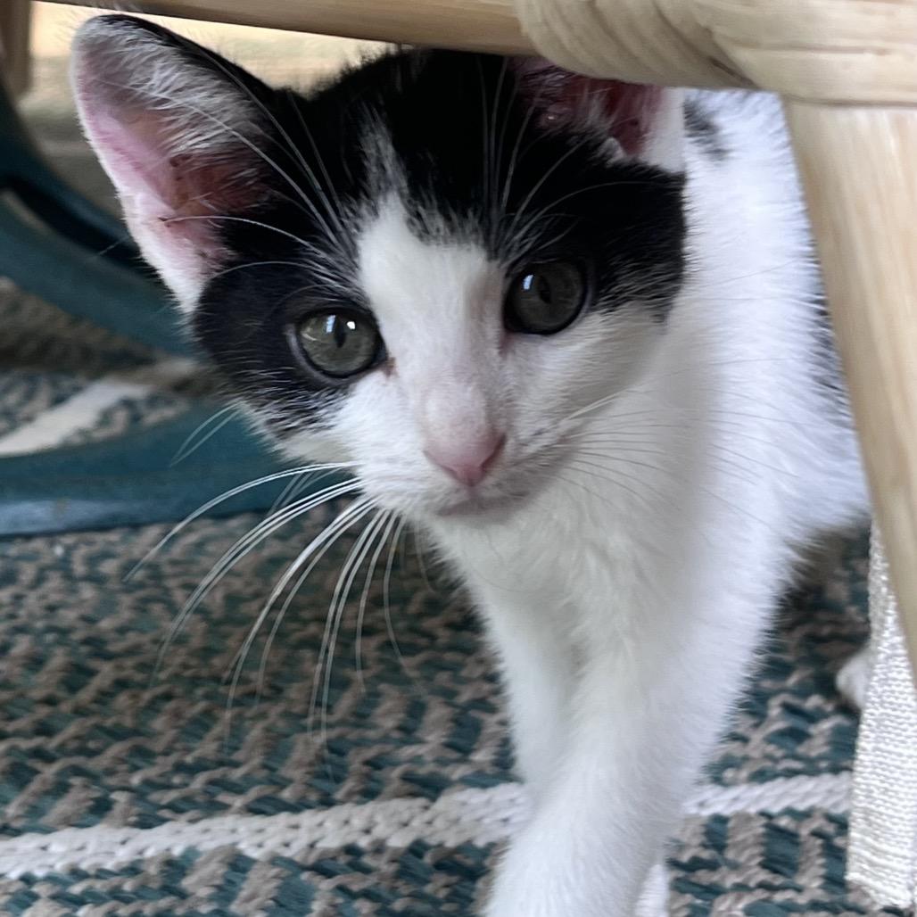 Enlarge Panda, a Adoptable Domestic Short Hair in La Grange, KY image 2/5