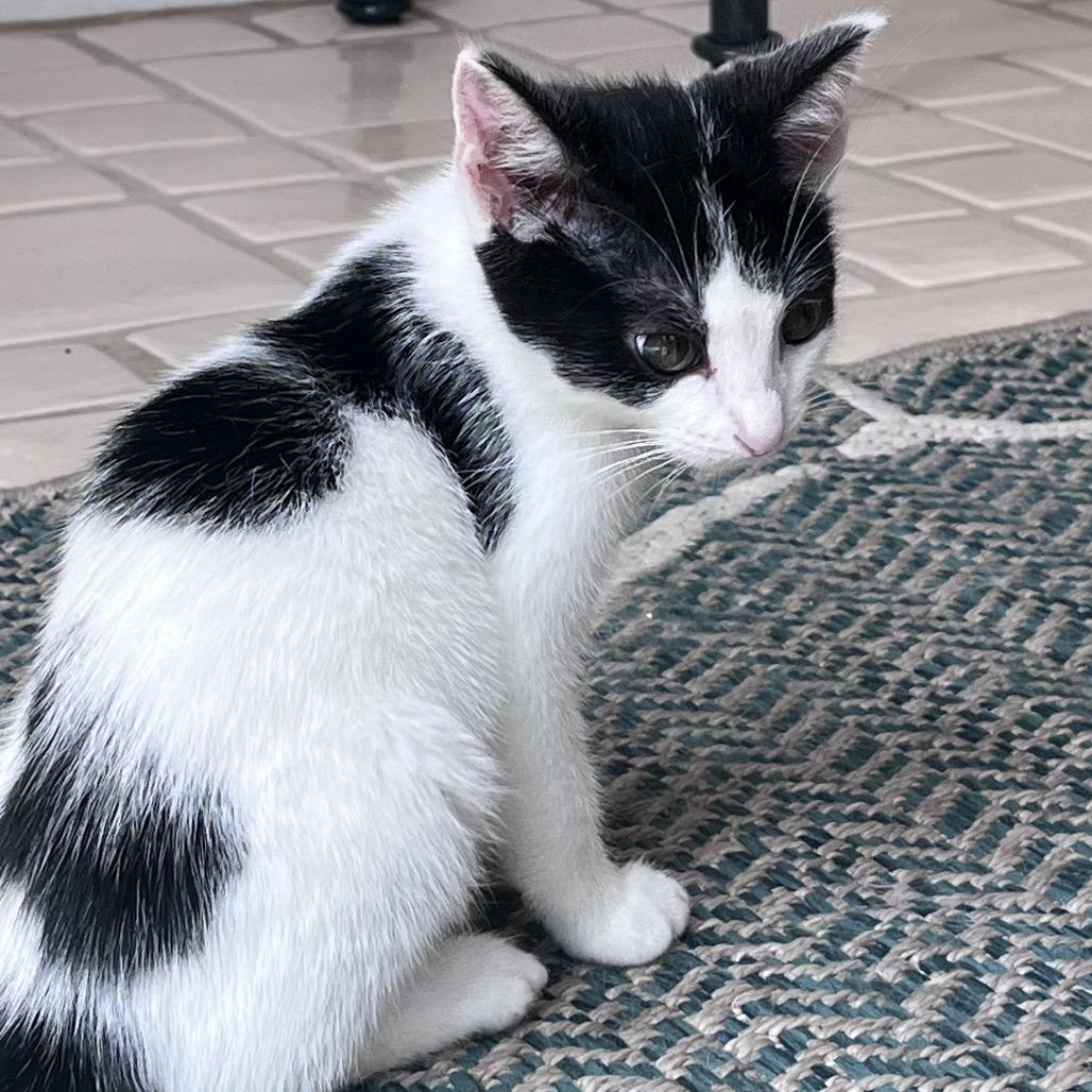 Enlarge Panda, a Adoptable Domestic Short Hair in La Grange, KY image 4/5
