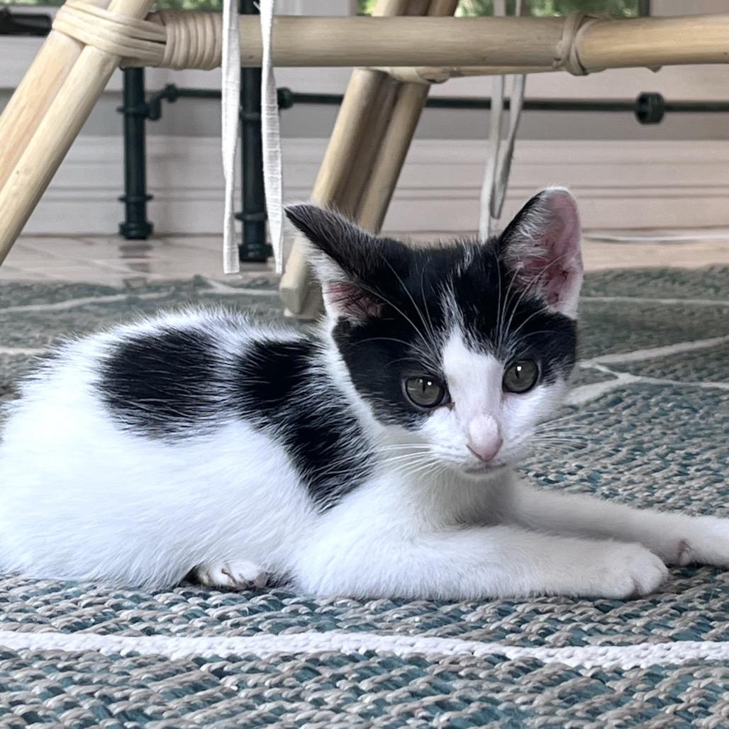 Enlarge Panda, a Adoptable Domestic Short Hair in La Grange, KY image 5/5