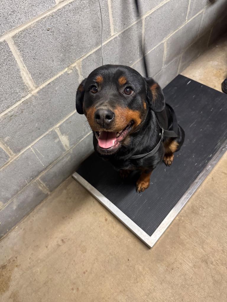 Enlarge Meadow 2 AKA Nala, a Adoptable mixed breed in Shelbyville, TN image 1/1