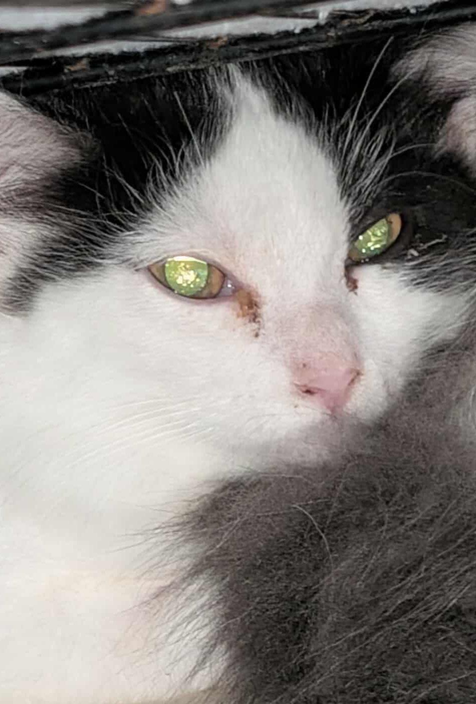 Zorra, Adopted, Kitten Female Domestic Medium Hair.