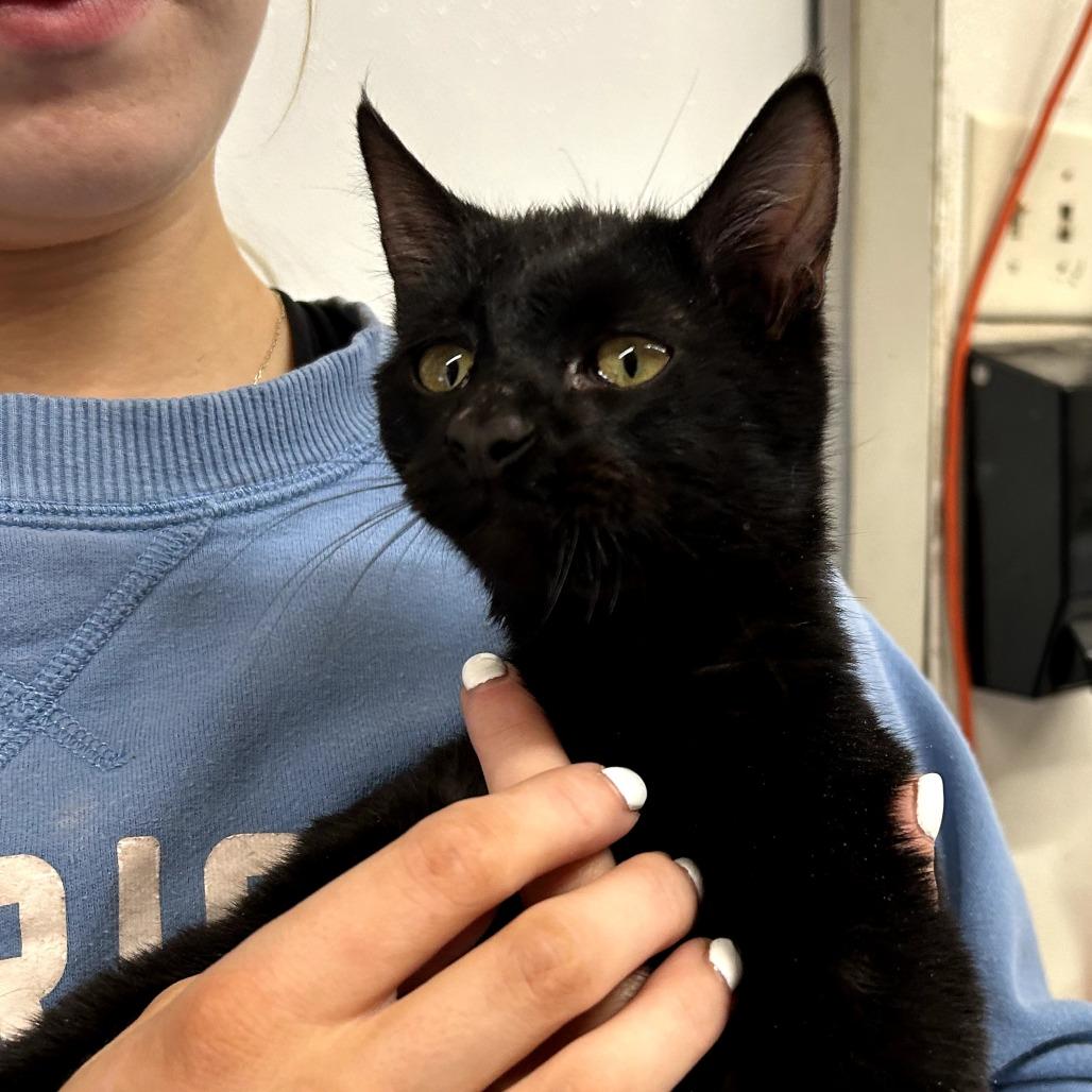 Ennis, Adoptable, Young Male Domestic Short Hair.