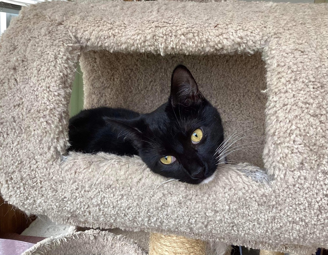 Toes , an adopted Domestic Short Hair Mix in Kenhorst, PA_image-1