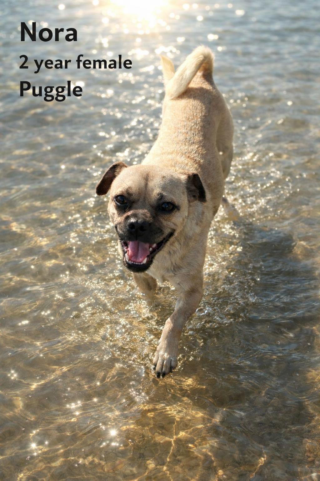 Enlarge NORA  – 2 YEAR OLD FEMALE PUGGLE @ PETCO, 5011 E. RAY ROAD, PHX 85044 ON SATURDAY, APRIL  4TH,  11–2, a Adoptable Puggle in Mesa, AZ image 1/2