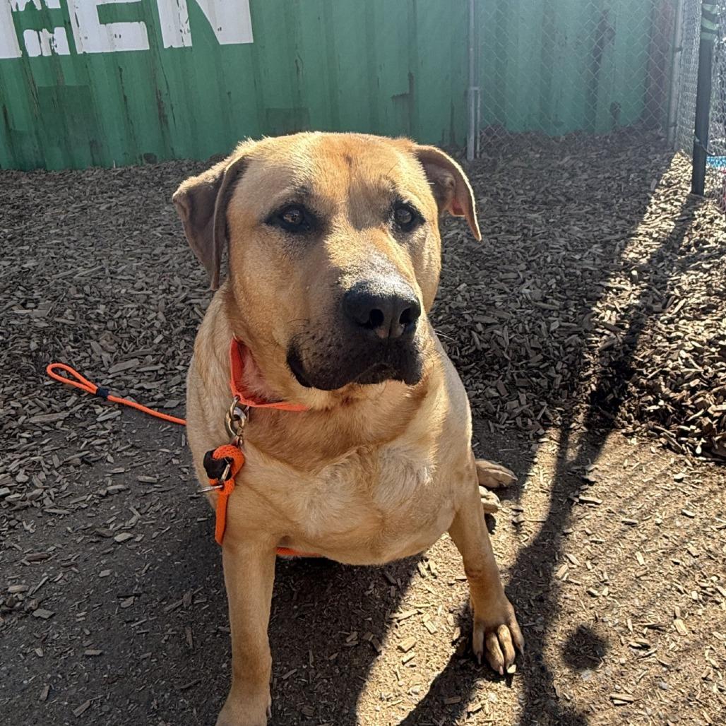 Clydes, Adoptable, Adult Male Mixed Breed.