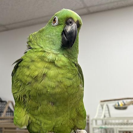 Enlarge Kermit, a Adoptable Amazon in Warwick, RI image 4/6