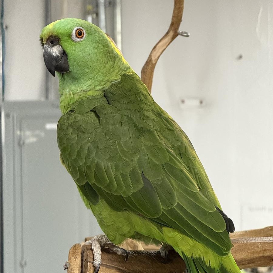 Enlarge Kermit, a Adoptable Amazon in Warwick, RI image 1/6