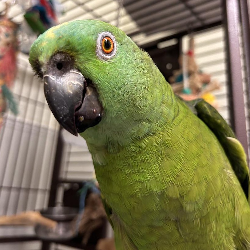 Enlarge Kermit, a Adoptable Amazon in Warwick, RI image 6/6