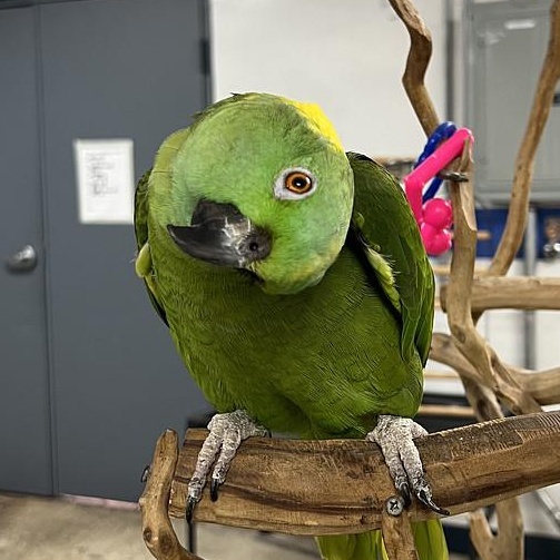 Enlarge Kermit, a Adoptable Amazon in Warwick, RI image 2/6