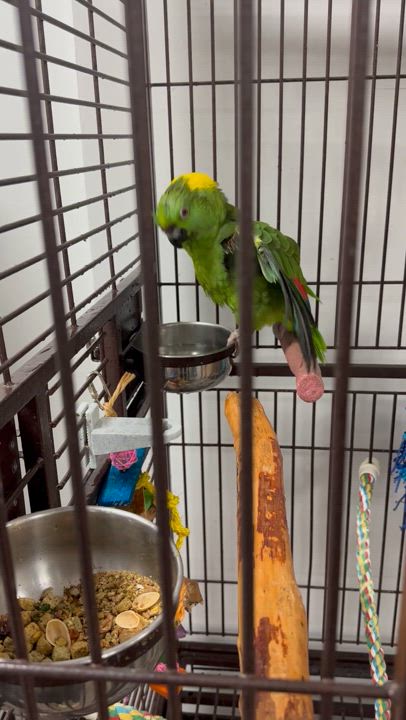 Enlarge Kermit, a Adoptable Amazon in Warwick, RI video 5/6