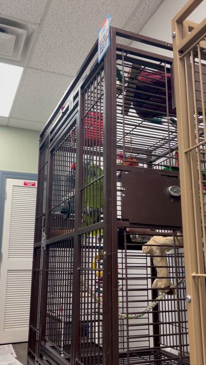 Enlarge Kermit, a Adoptable Amazon in Warwick, RI video 3/6