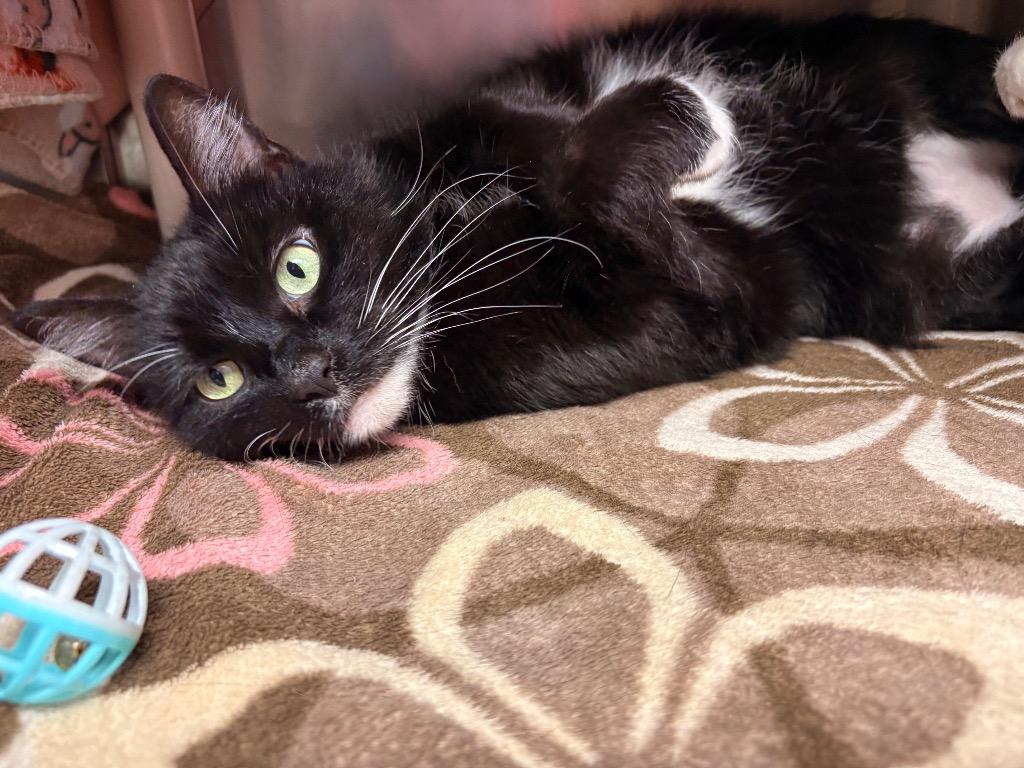 Paris, Adoptable, Adult Female Domestic Short Hair.