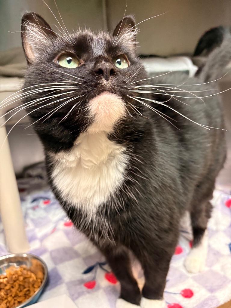Paris, a Adoptable mixed breed in Detroit, MI image 2/5