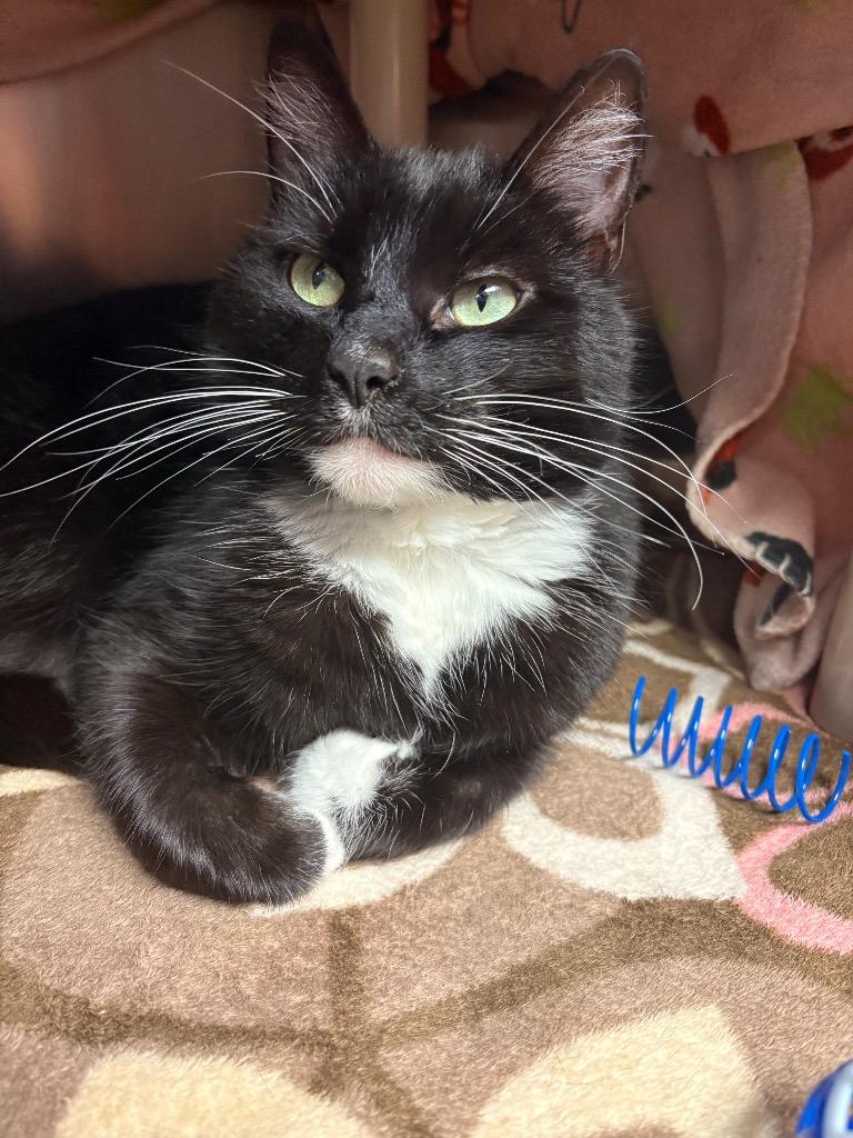 Enlarge Paris, a Adoptable mixed breed in Detroit, MI image 2/3