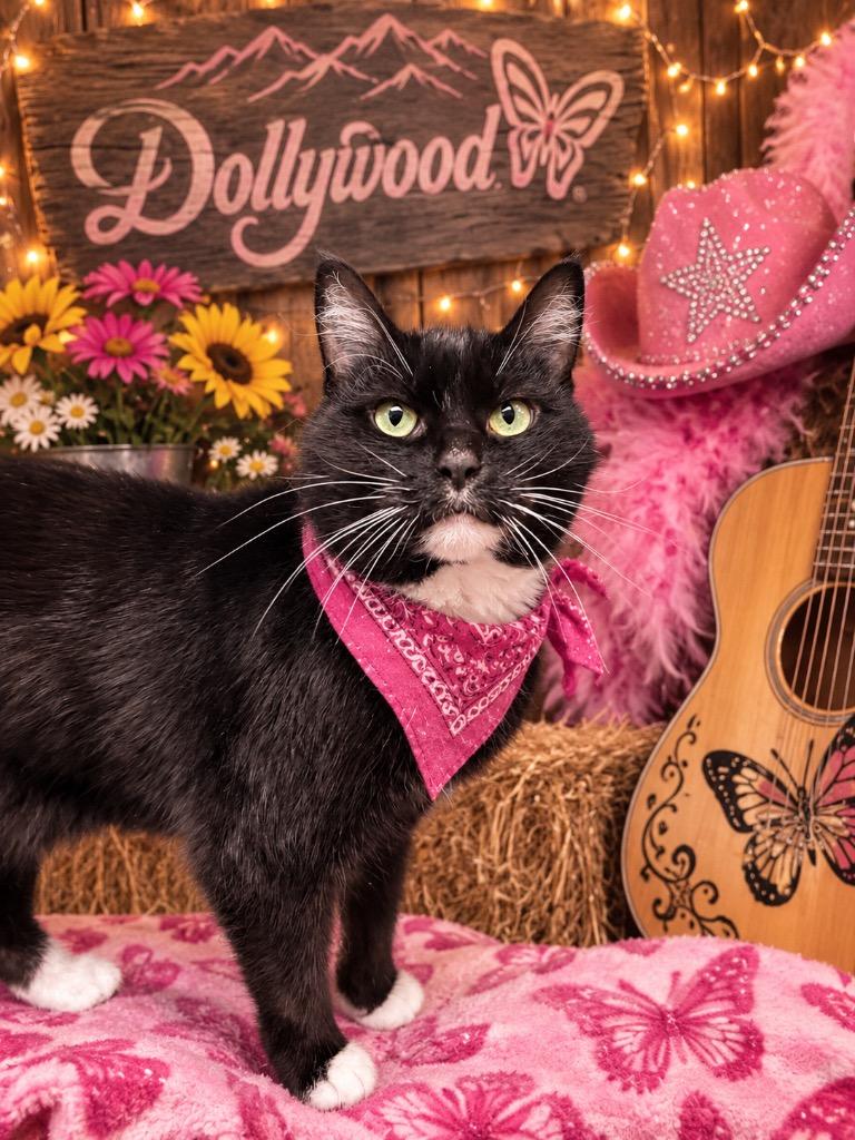 Enlarge Dolly Purrton, a Adoptable mixed breed in Detroit, MI image 5/5