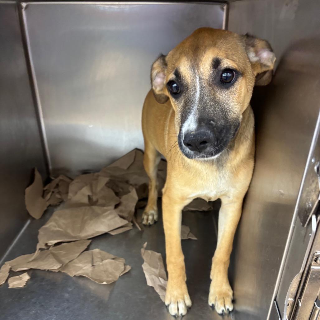 Enlarge Martha, a Adoptable Terrier in Parrish, AL image 2/6