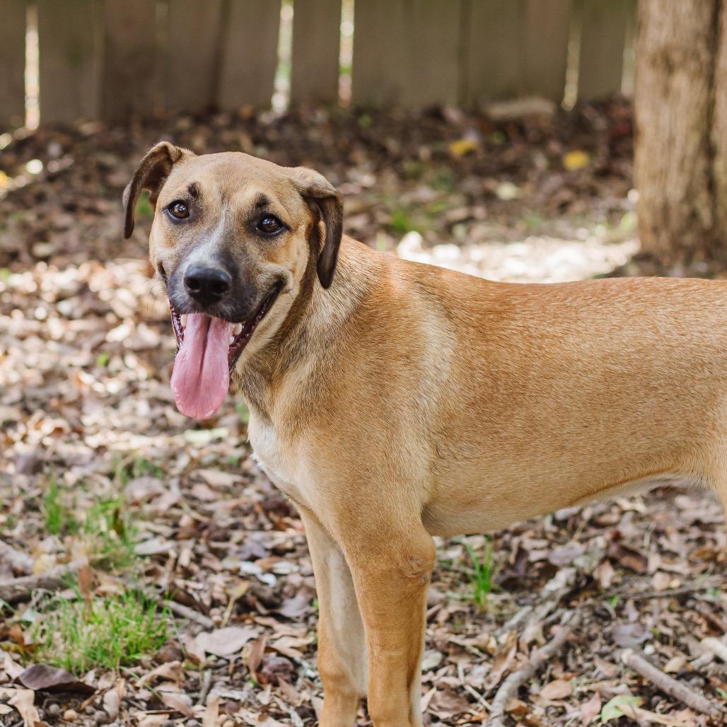 Enlarge Martha, a Adoptable Terrier in Parrish, AL image 1/6