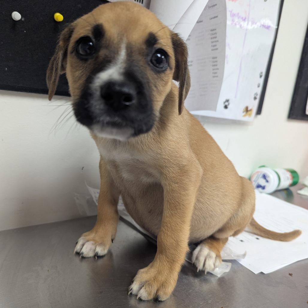 Enlarge Martha, a Adoptable Terrier in Parrish, AL image 3/6