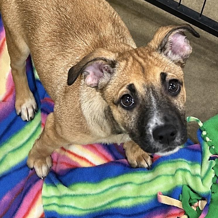 Enlarge Martha, a Adoptable Terrier in Parrish, AL image 4/6