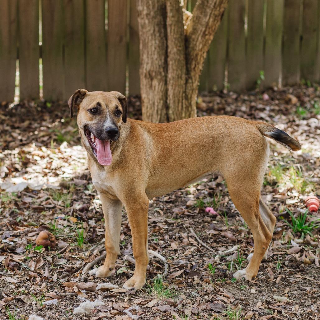 Enlarge Martha, a Adoptable Terrier in Parrish, AL image 5/6
