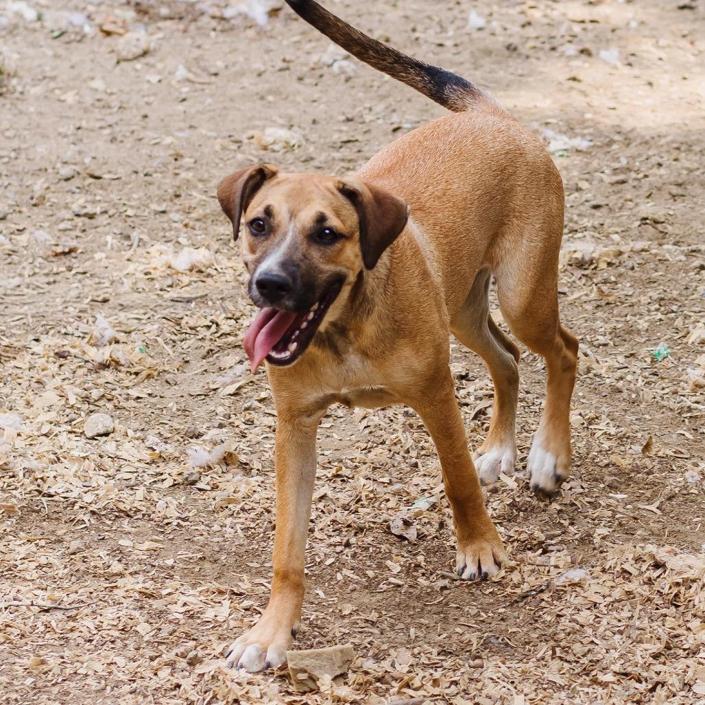 Enlarge Martha, a Adoptable Terrier in Parrish, AL image 6/6