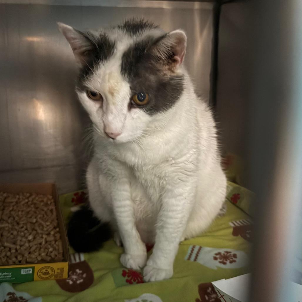 Enlarge Joe, a Adoptable Domestic Medium Hair in Troy, VA image 1/1