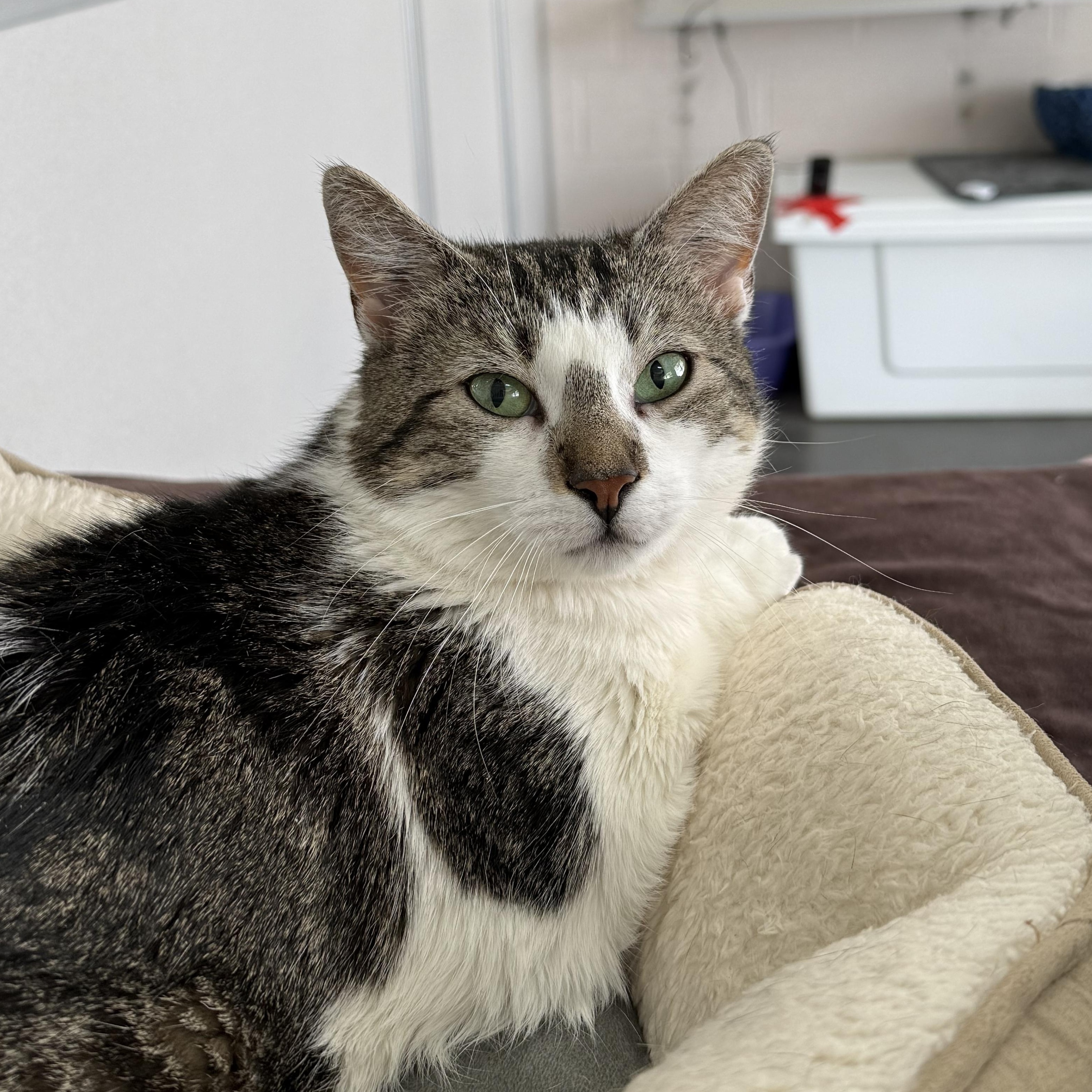 Josie, Adoptable, Young Female Domestic Short Hair.