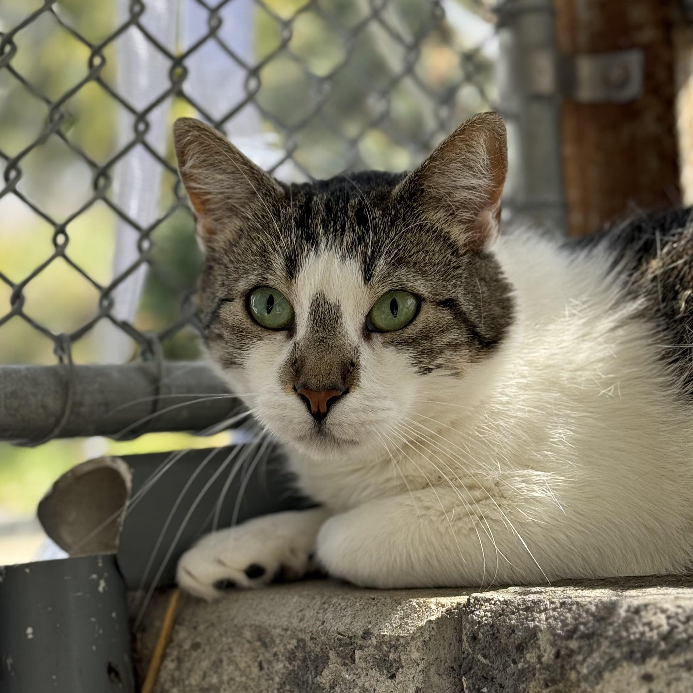 Josie, Adoptable, Young Female Domestic Short Hair.