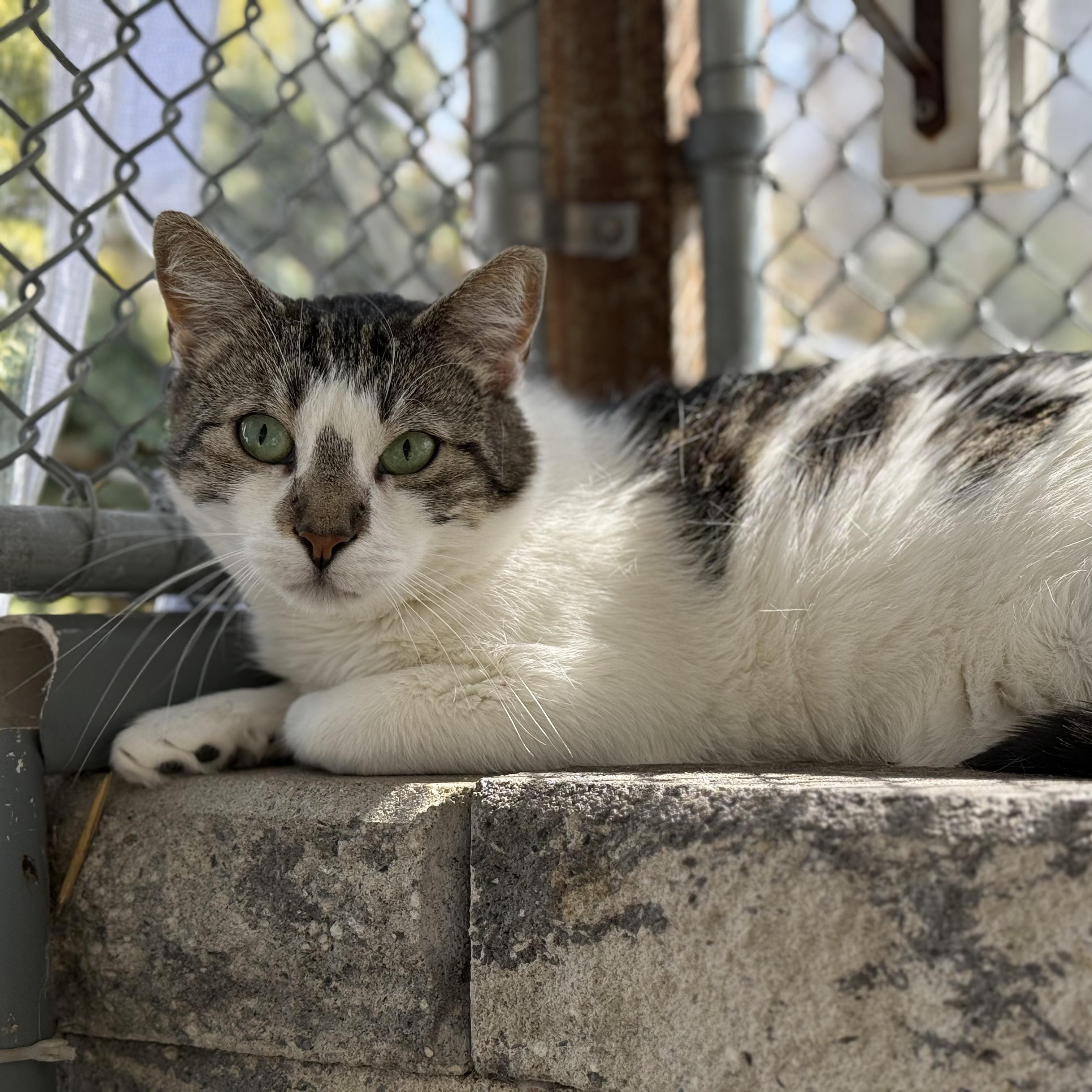 Enlarge Josie, a Adoptable mixed breed in West Milford, NJ image 4/5
