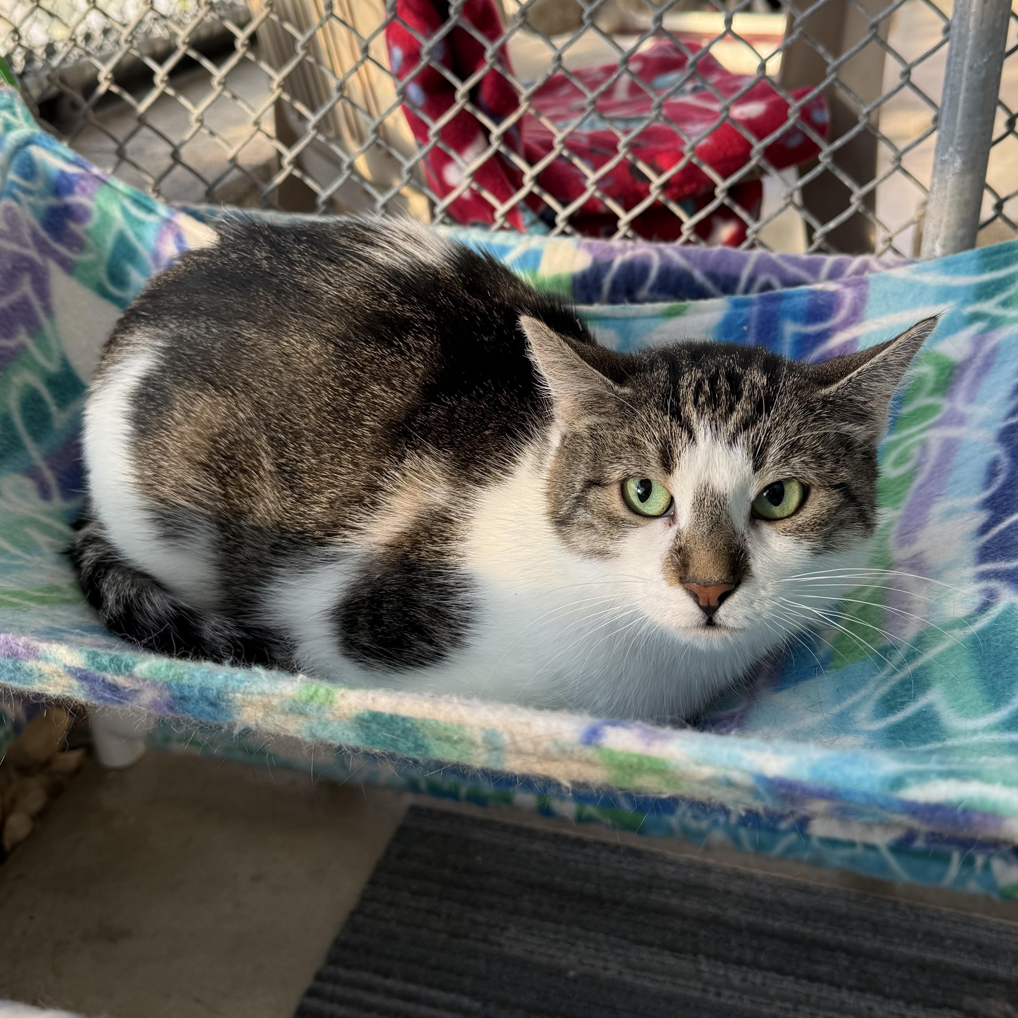 Josie, a Adoptable mixed breed in West Milford, NJ image 2/5