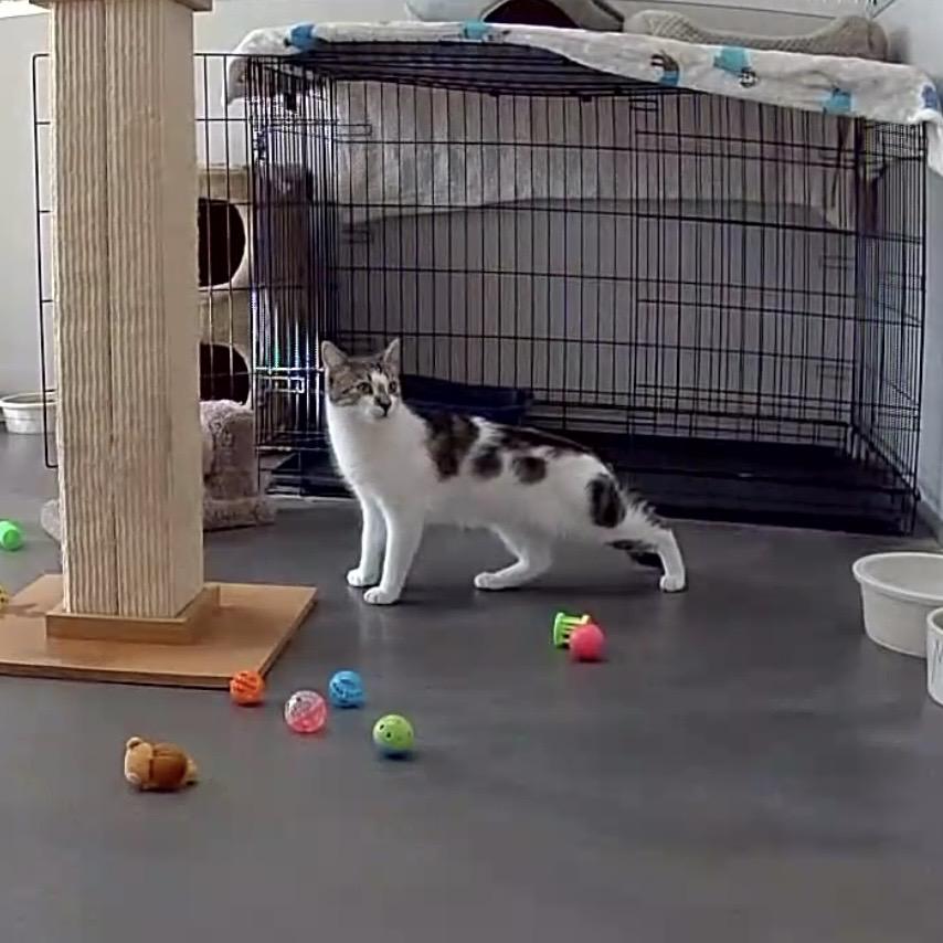 Josie, a Adoptable mixed breed in West Milford, NJ image 3/5