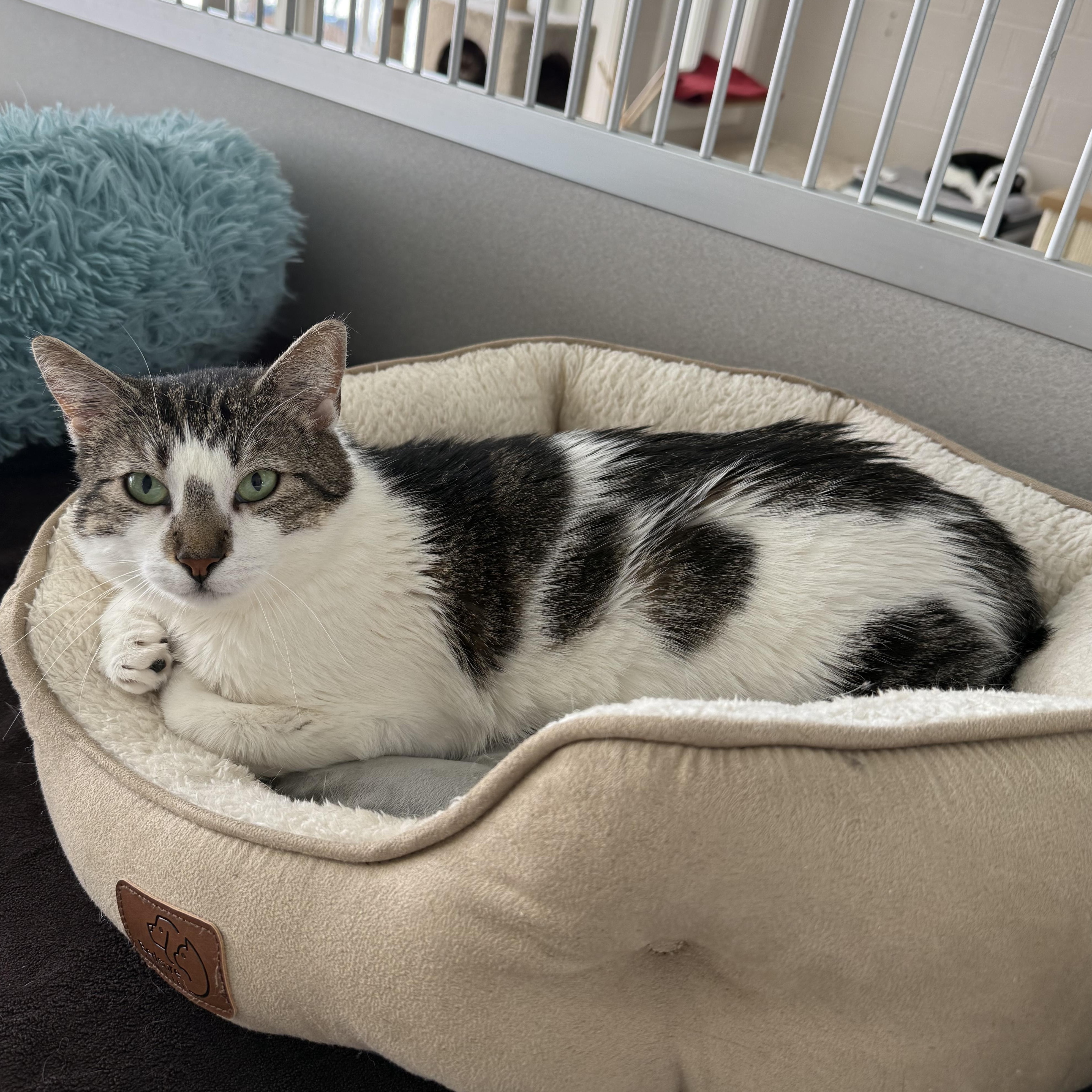 Enlarge Josie, a Adoptable mixed breed in West Milford, NJ image 4/6