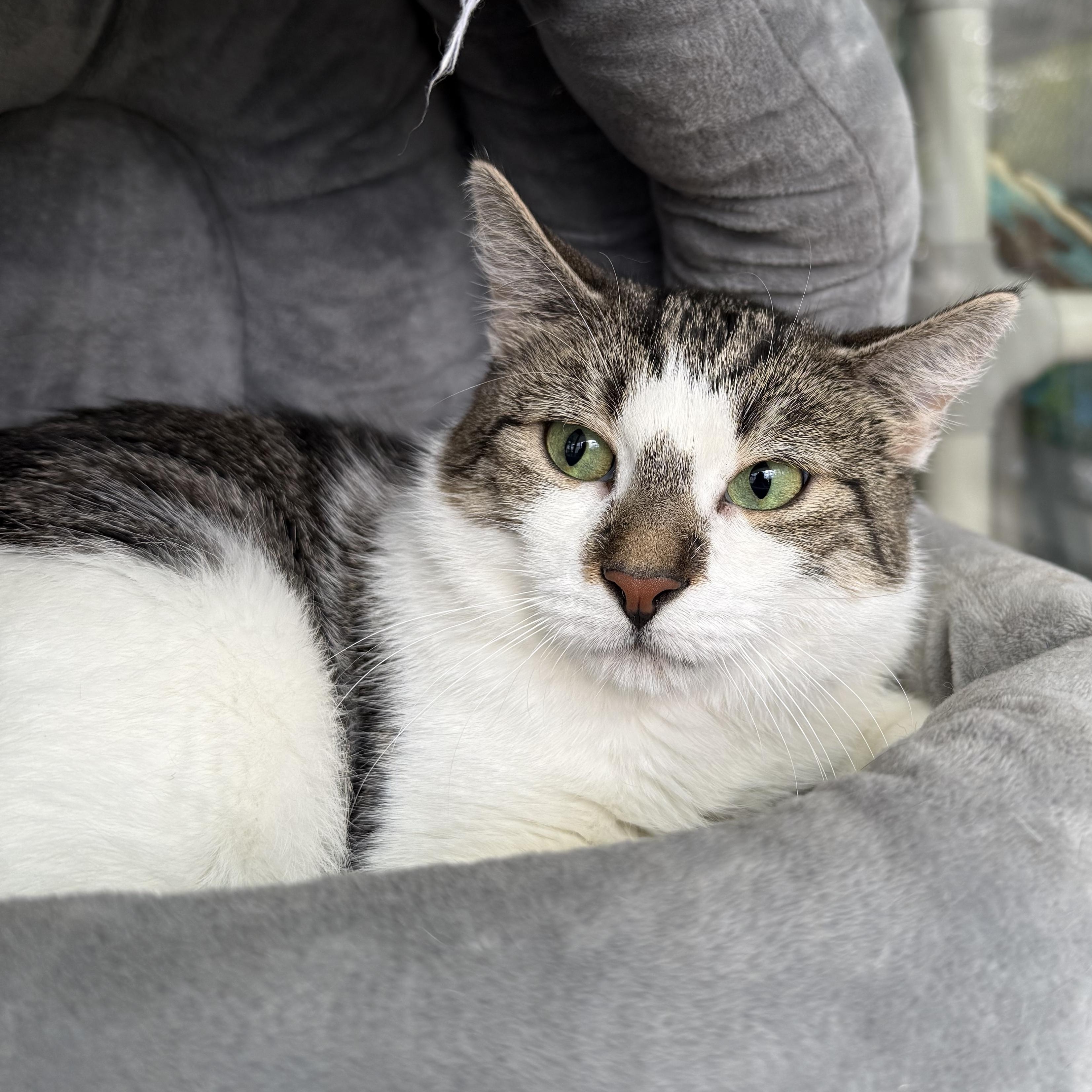 Josie, a Adoptable mixed breed in West Milford, NJ image 5/5