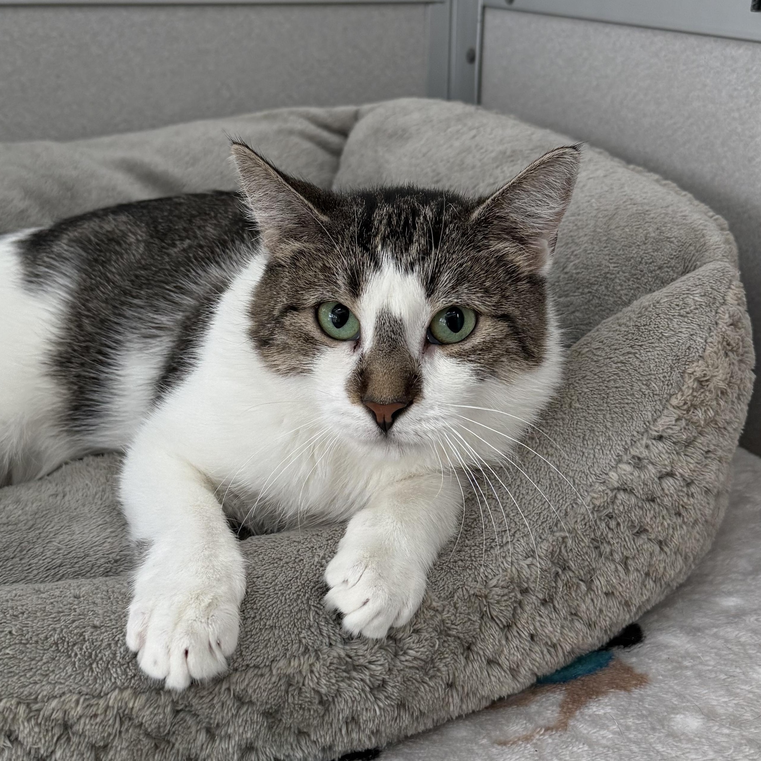 Josie, a Adoptable mixed breed in West Milford, NJ image 1/5