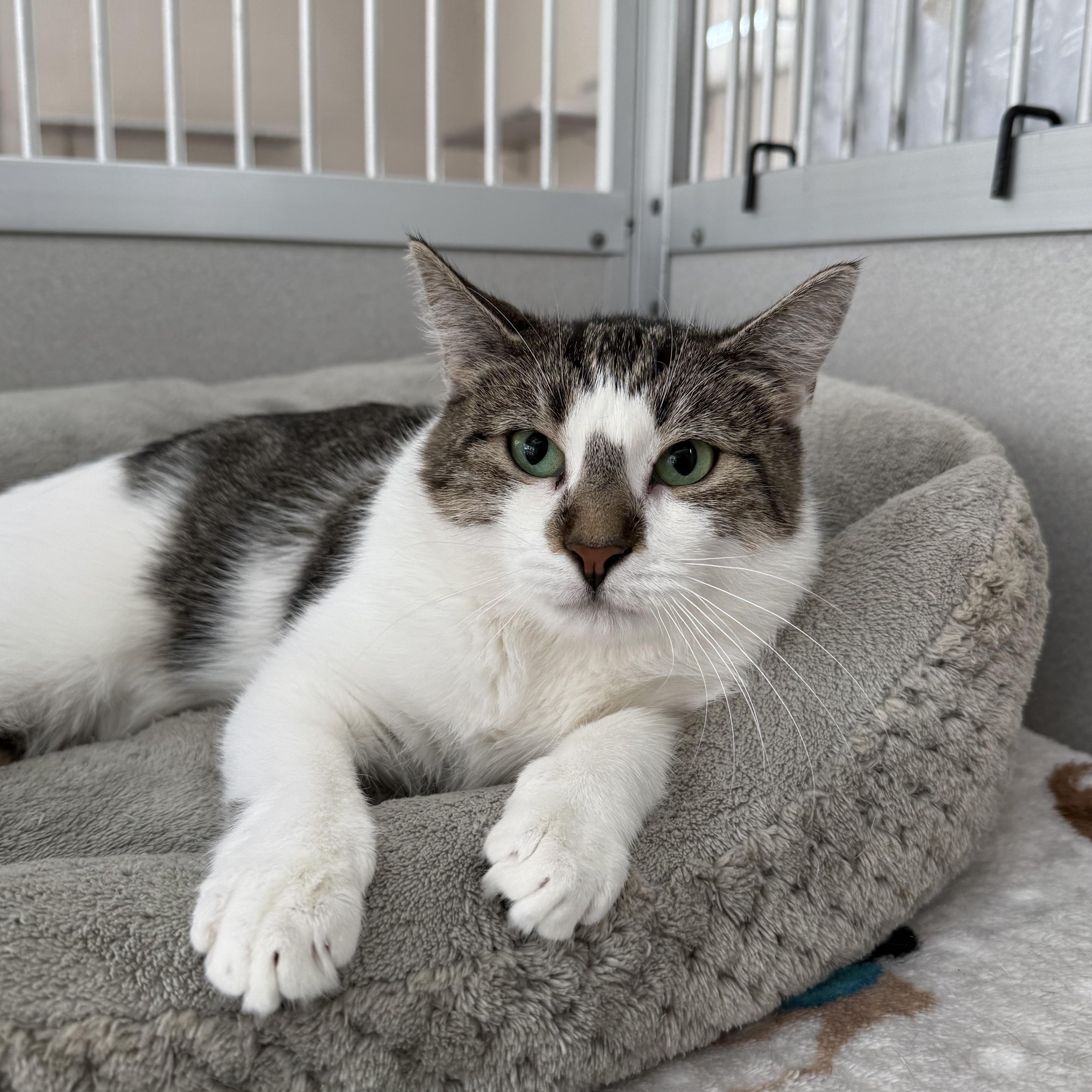 Josie, a Adoptable mixed breed in West Milford, NJ image 4/5