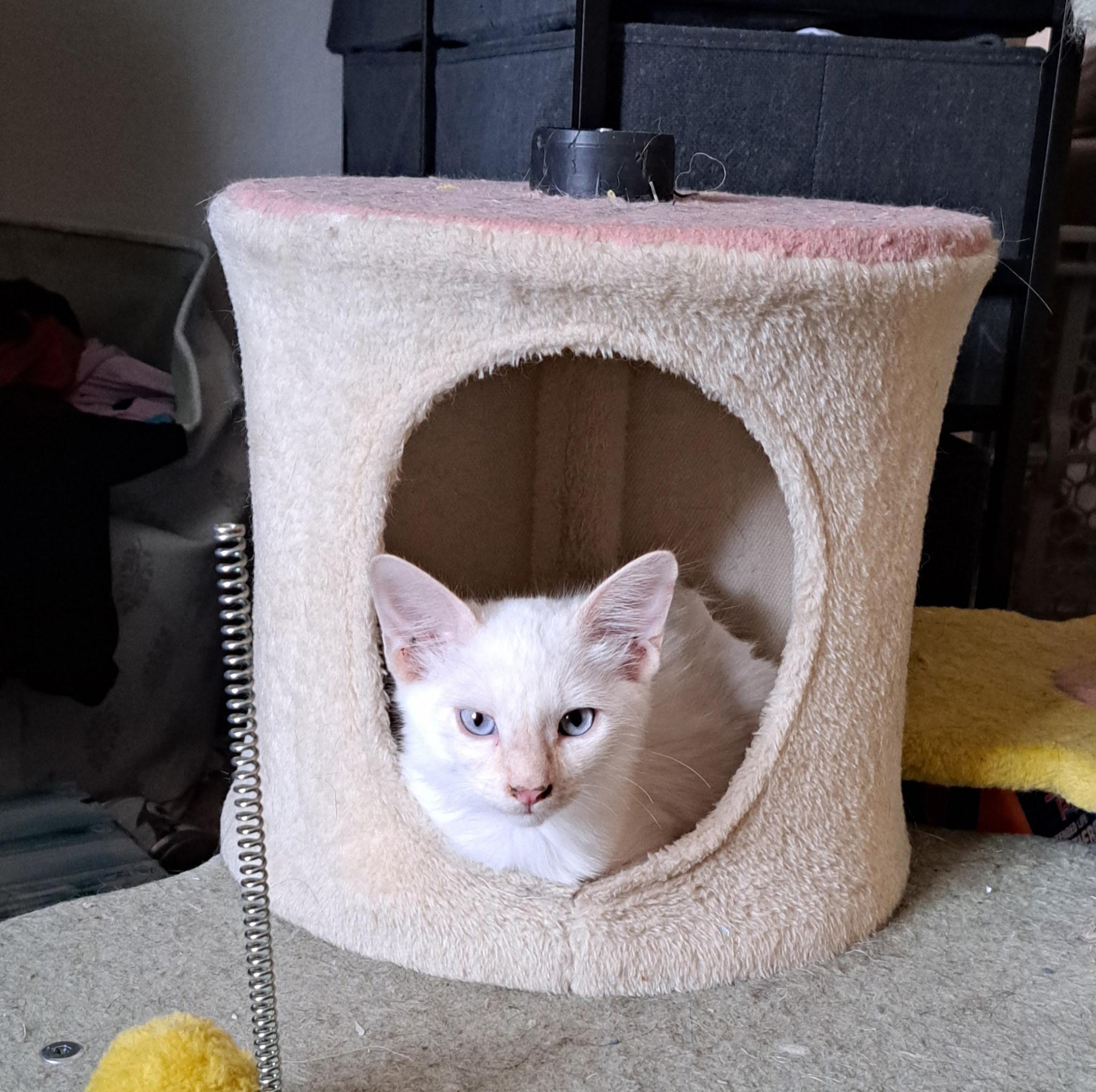 Casper, Adoptable, Kitten Male Siamese & Domestic Short Hair.