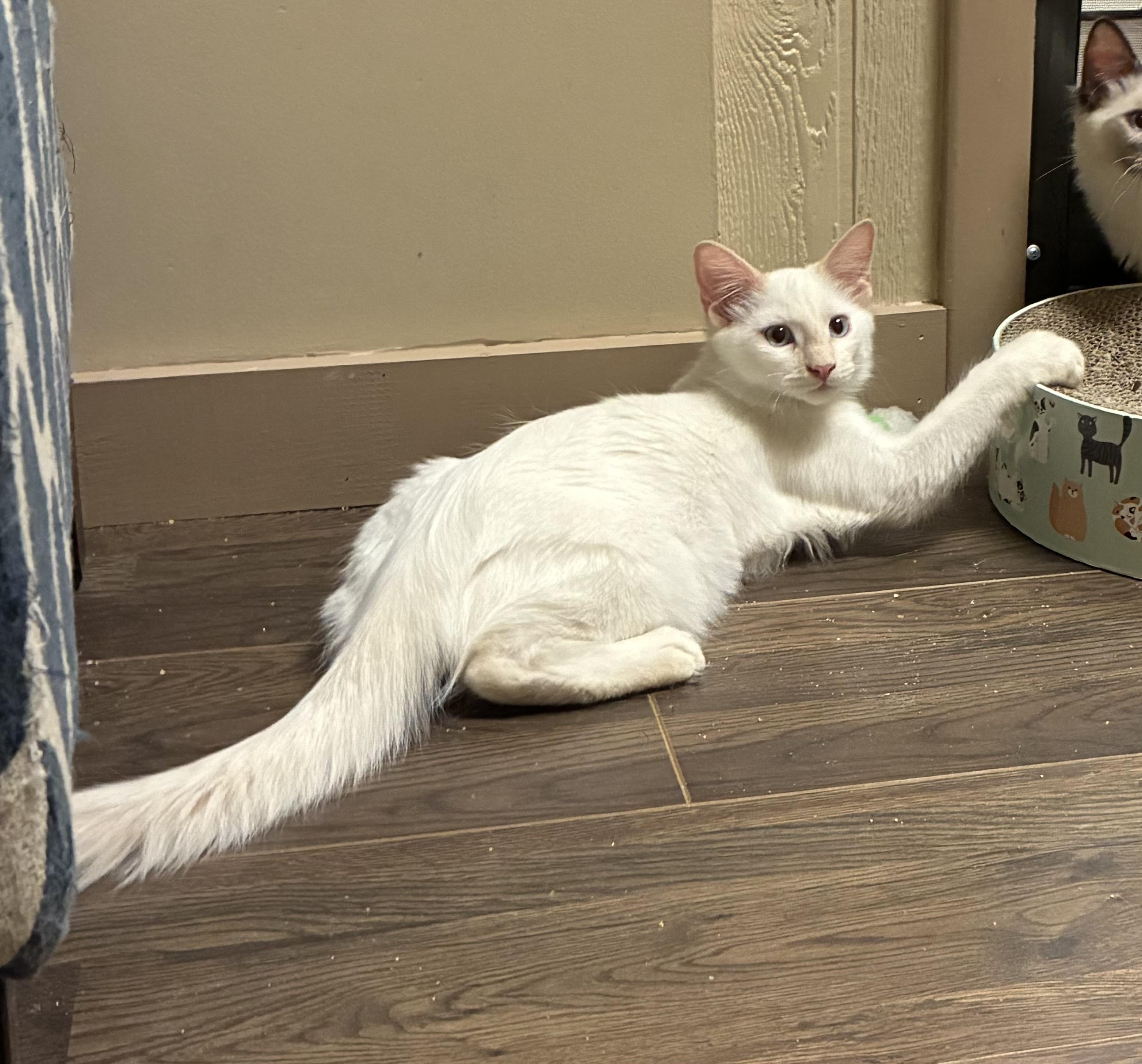 Enlarge Casper, a Adoptable mixed breed in queen creek, AZ image 4/5