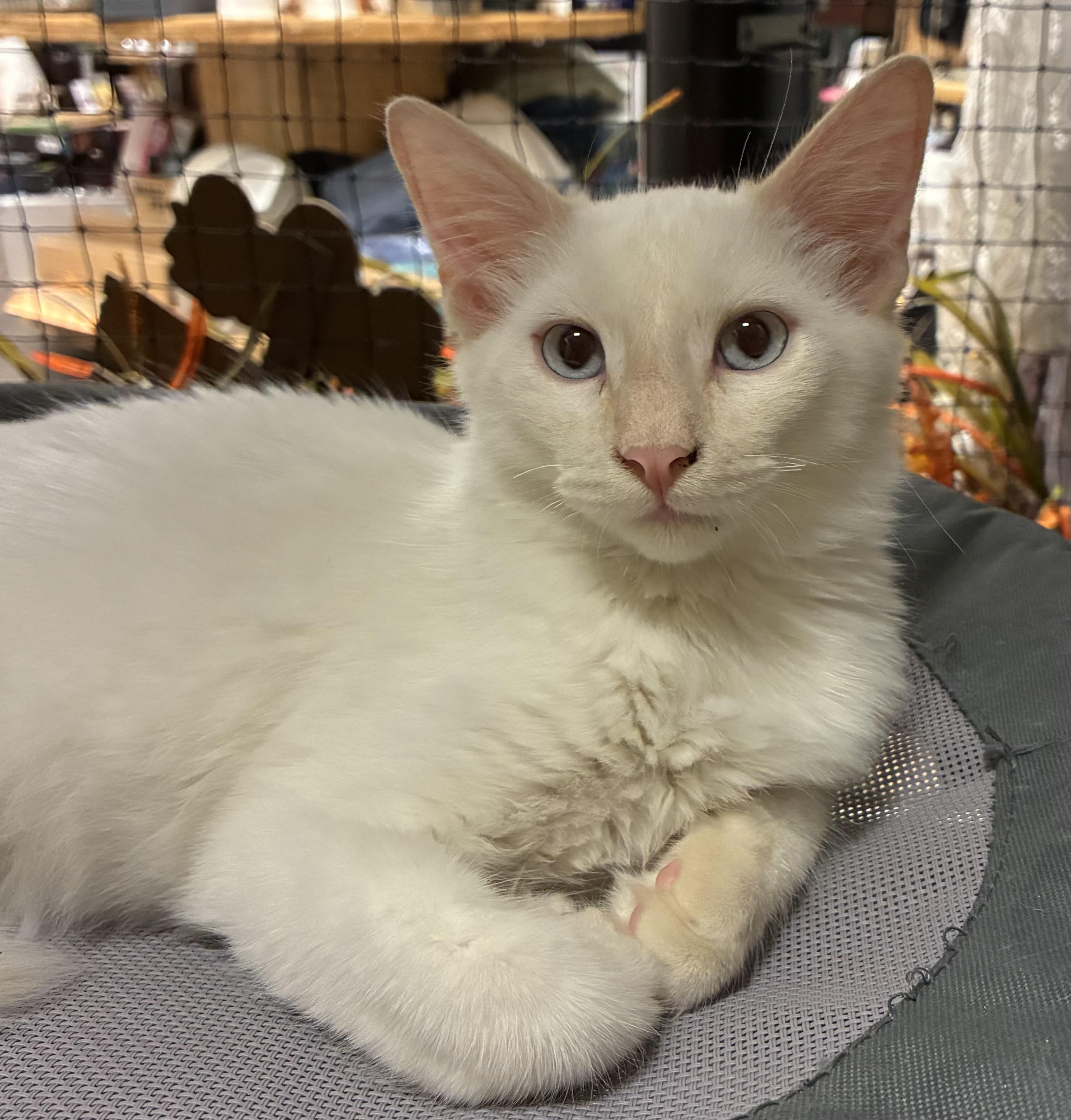 Casper, Adoptable, Kitten Male Siamese & Domestic Short Hair.