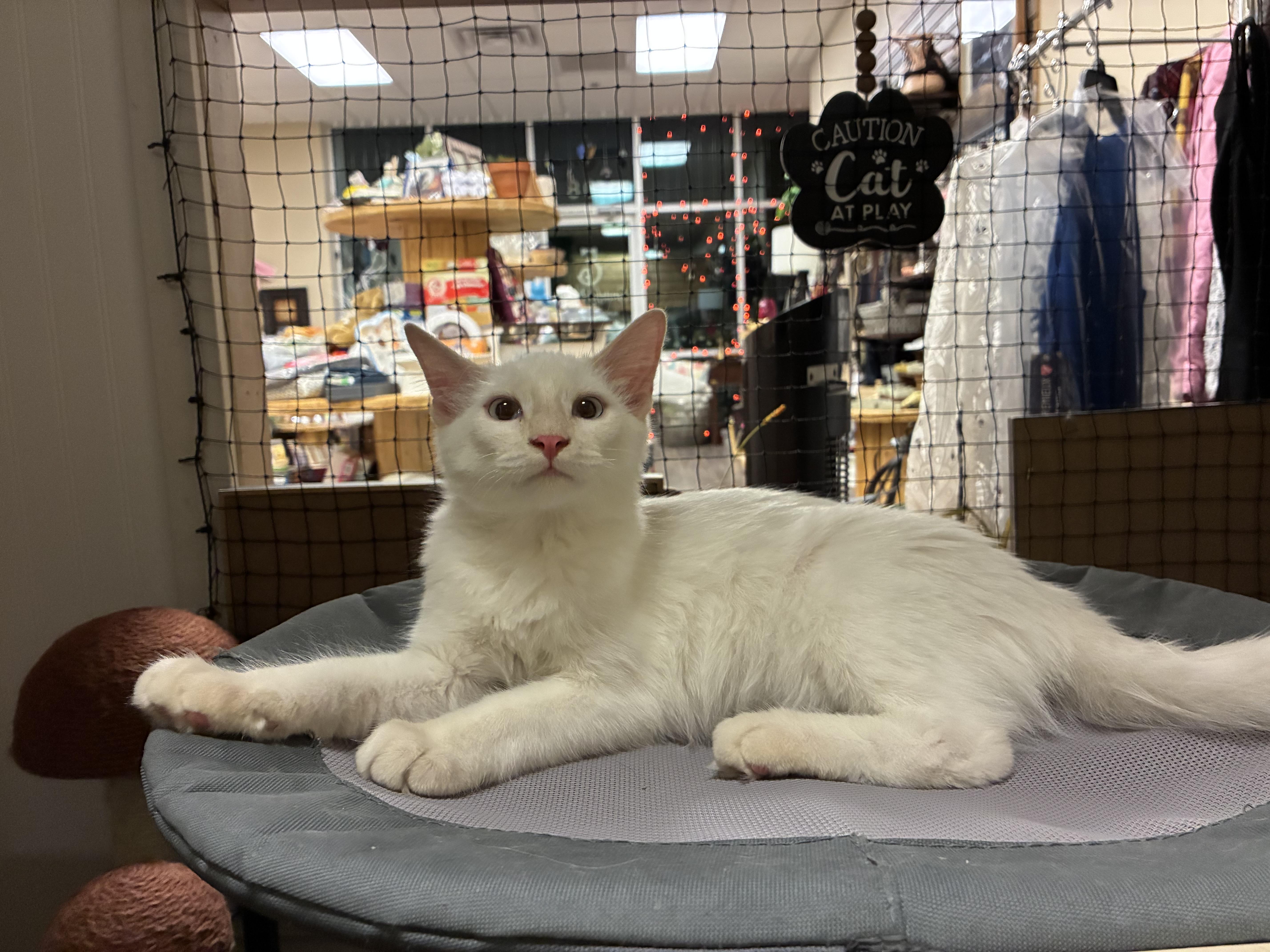 Enlarge Casper, a Adoptable mixed breed in queen creek, AZ image 3/5