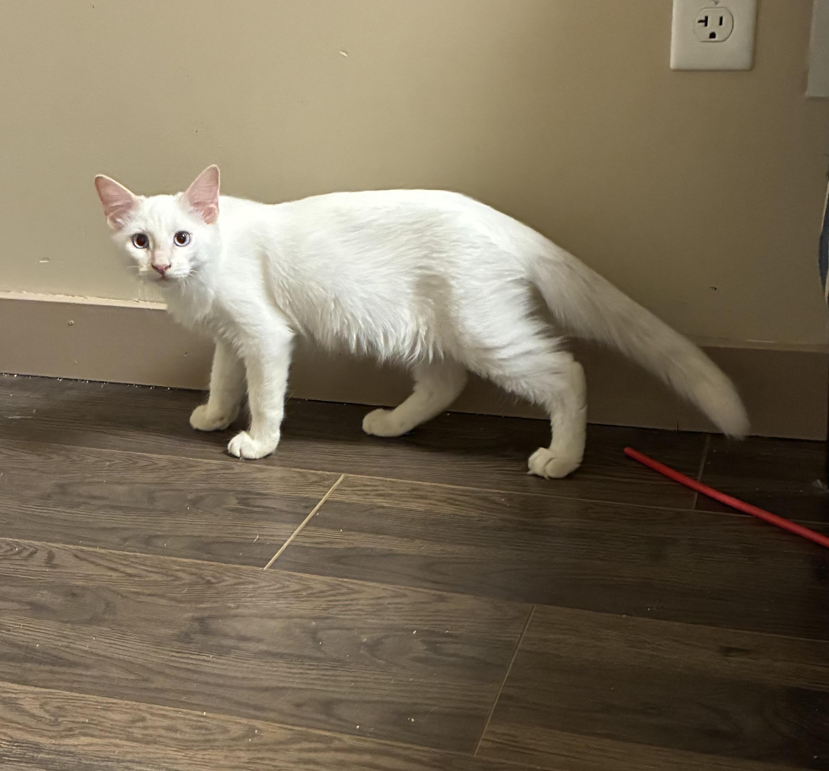 Enlarge Casper, a Adoptable mixed breed in queen creek, AZ image 5/5