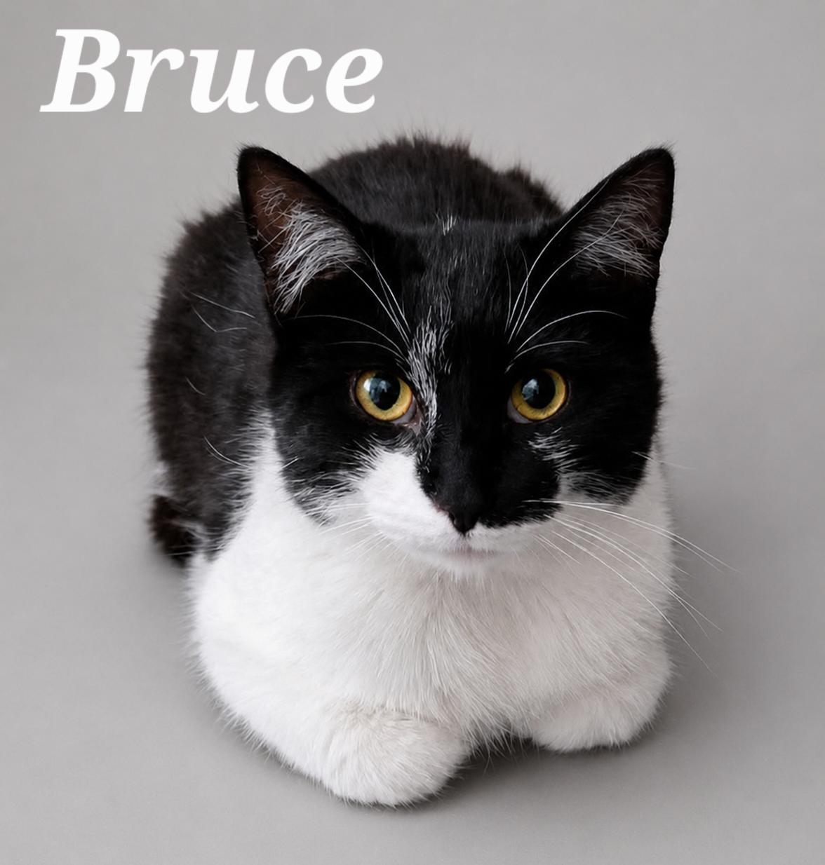 Bruce, adopted, Young Male Tuxedo.